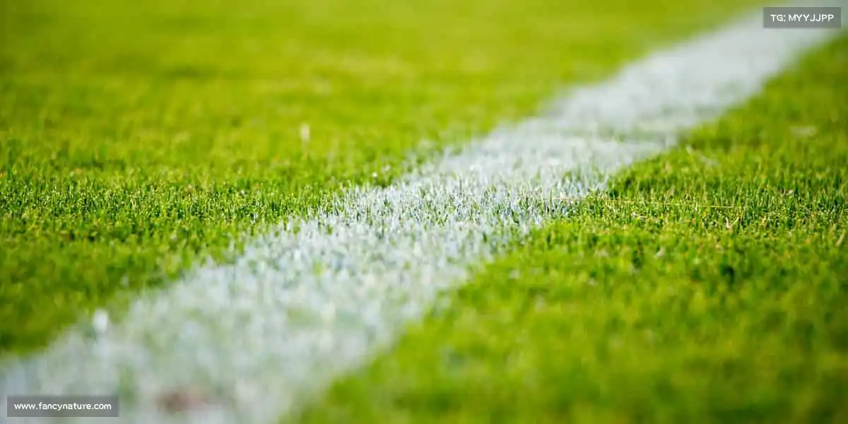 DB视讯🏐跳跃、扣杀、协作!用团队的力量,书写运动的传奇~